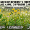 Dandelion