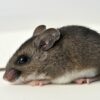 Rodents and anti-virus