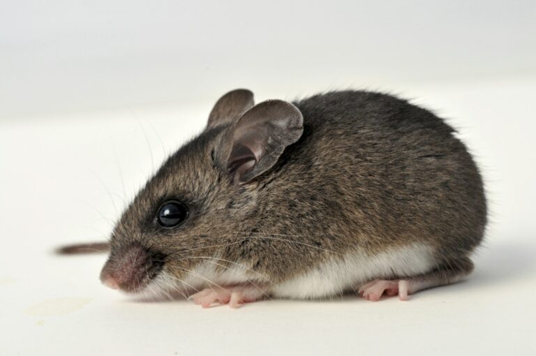 Rodents and anti-virus