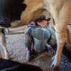 cow milking