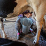 cow milking