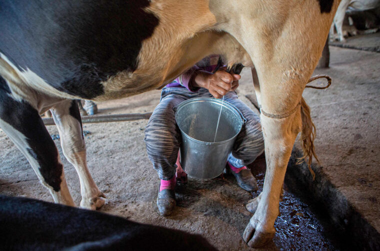 cow milking